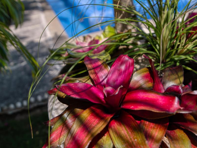 Tryall Club - Ambiance Sea Salt , Montego Bay  